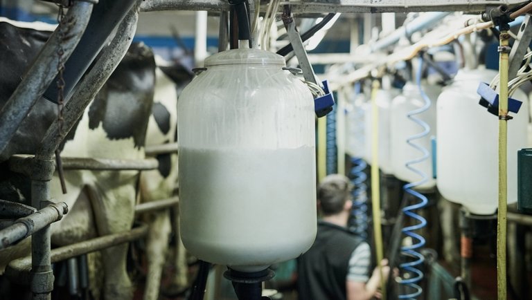 A franciák el vannak ájulva saját tejiparuktól, a tejtermelők kevésbé