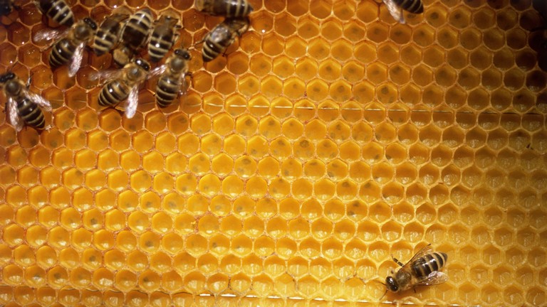 Ki csinál ilyet? 60 ezer méhet loptak el egy élelmiszerbolt-hálózat földjéről