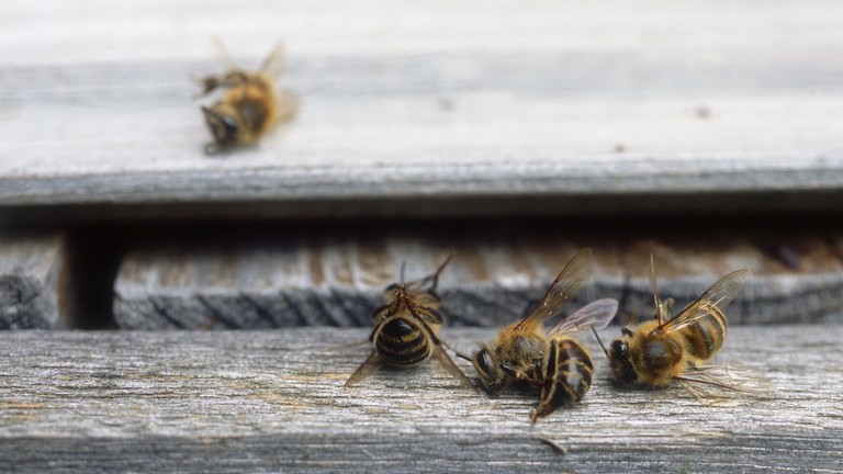 Ennek nem lesz jó vége: tömegével pusztulnak a méhek Törökországban