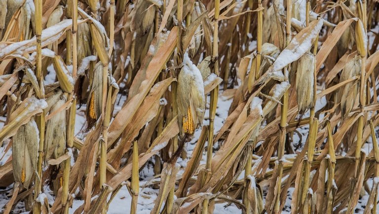 Még mindig nem tudták betakarítani a kukoricát az USA-ban