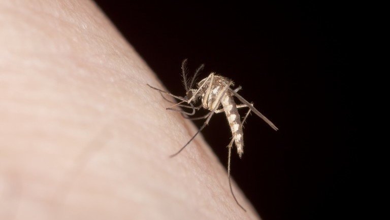 Komoly szúnyoginvázió jöhet Magyarországon: csak így lehet védekezni ellenük