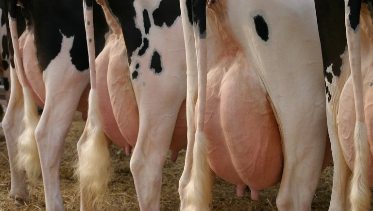 Nincsenek nemesítési akadályok - Így alakítható át a tejtermelés pillanatok alatt