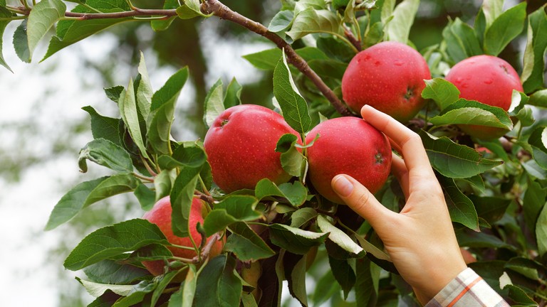 Senkinek sem kell a lengyel alma: hegyekben áll a gyümölcs a raktárakban