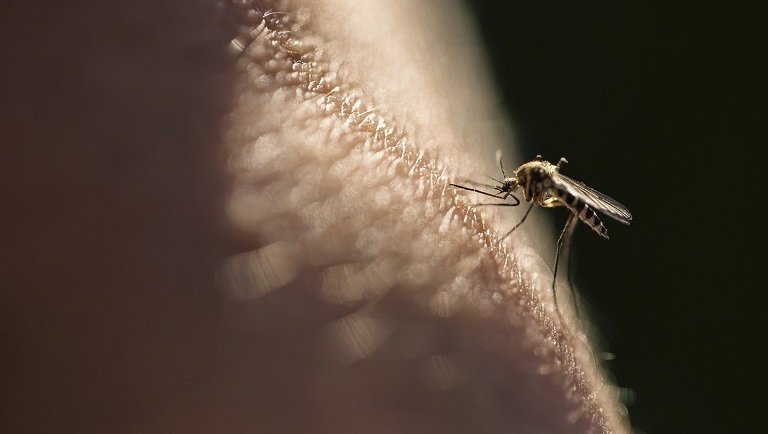 Több ezer génmódosított szúnyogot engedtek szabadon Amerikában