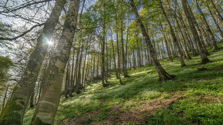 Hihetetlen, ami a magyar erdőkkel történik: ez a változás mindenkire hatással lehet