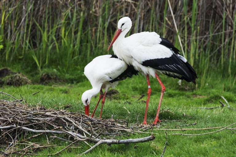 Aggasztó: teljesen megzavarodtak az Afrikába tartó gólyák, rengeteg madár elpusztult