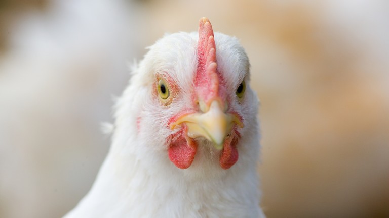 Lebukott a csirkefarmokkal seftelő banda: milliárdokat tettek zsebre
