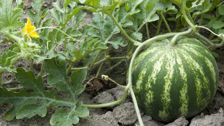 Bizonytalanok voltak a magyar gazdák, ezért idén inkább nem ültettek görögdinnyét