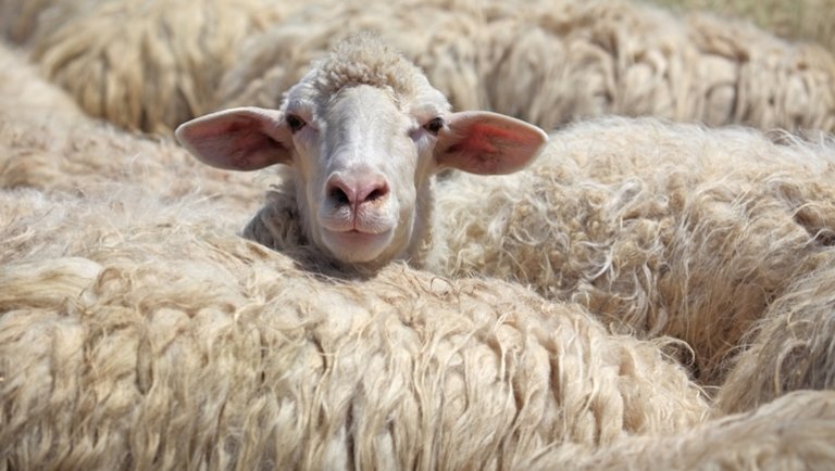 Koronavírus: komoly bajban vannak a juh-és kecsketenyésztők