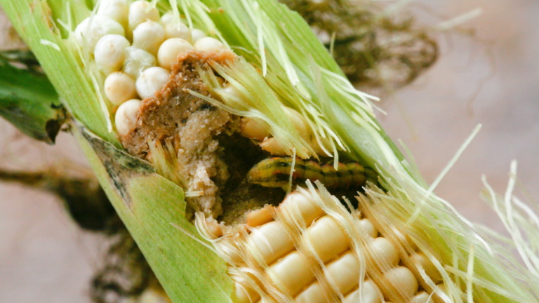 Félelmetes kártevők pusztítanak a kukoricában: csak így lehet ellenük védekezni