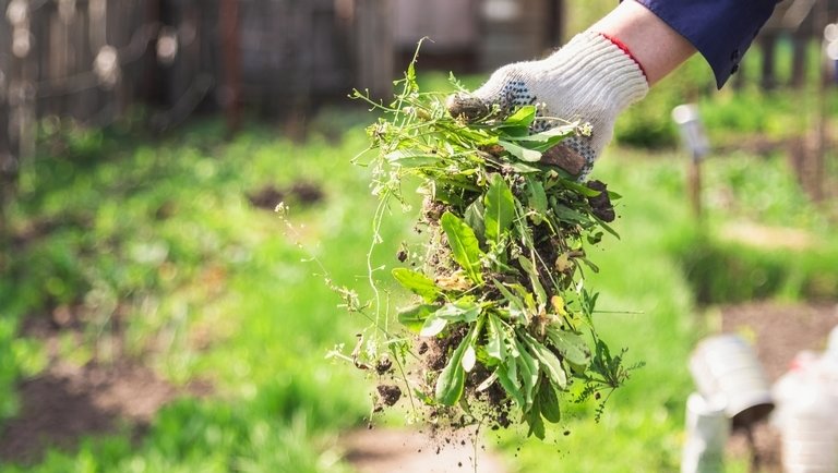 Szabadulj meg a kerti gyomoktól: íme 7 módszer, amivel végleg kiirthatod őket
