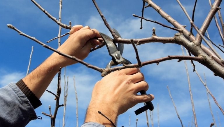 Az elhanyagolt gyümölcsfák metszése mikor esedékes? A gyümölcsfák metszése ősszel és tavasszal