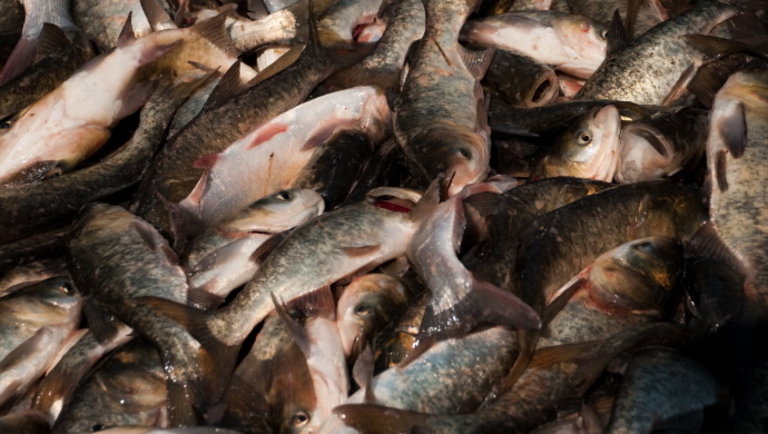 Orvhalászokat fogtak a balatoni halőrök: volt, amelyik inkább menekülni próbált