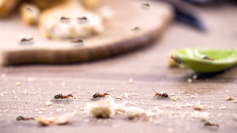 Sosem volt még ilyen könnyű a hangyák távoltartása: ezek a trükkök működnek