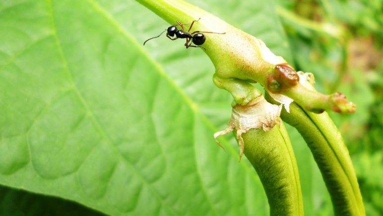 Sosem volt még ennyire egyszerű a hangyák elleni védekezés: ezek a trükkök működnek