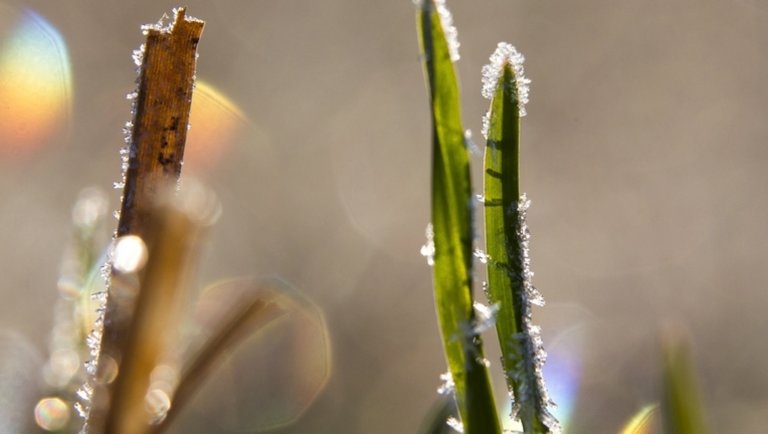 Országos fagyra figyelmeztetnek: óriási károkat okozhat az érkező hidegfront a földeken
