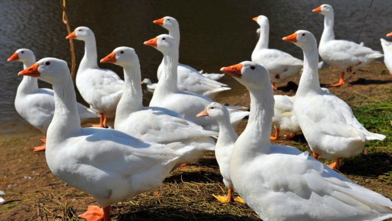 Vészesen terjed a madárinfluenza az országban: 300 ezer kacsa leöléséről döntöttek