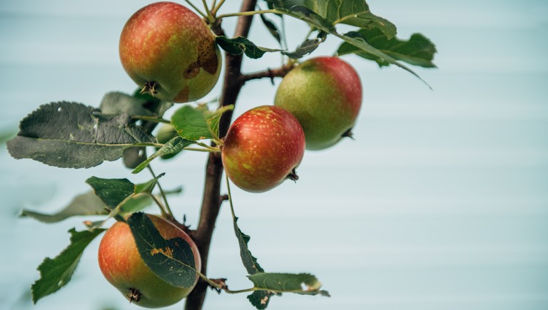 Nagy a baj a holland gyümölcsösökben: rengeteg a sérült termés a fákon