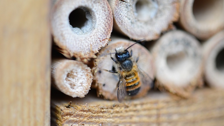Különleges méhbiznisz tartja lázban az embereket: így jutnak mézhez a szemfülesek