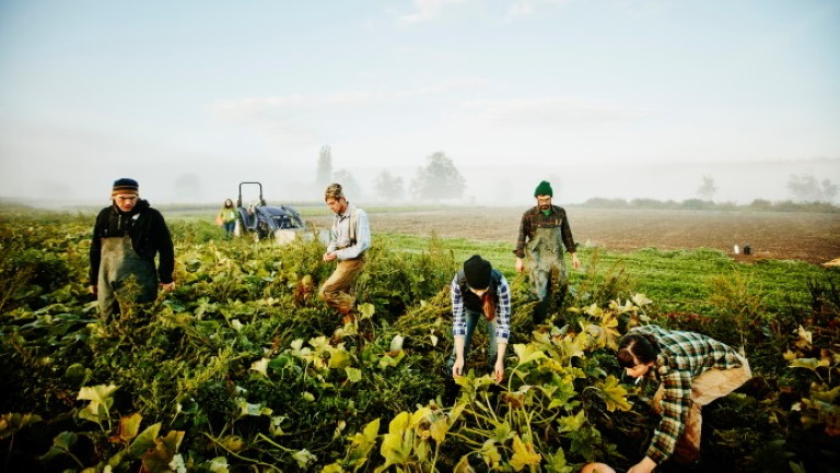 Óriási változást hozhat a magyar agráriumban a háború: ez várhat a gazdákra