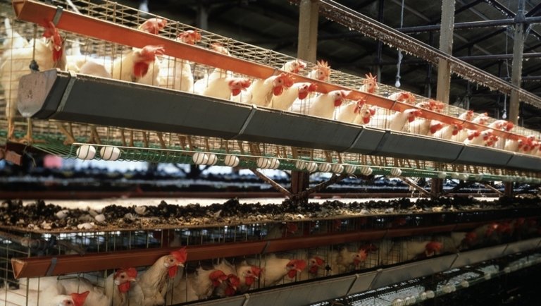 Újra pusztít a madárinfluenza: több mint egymillió csirkét kell leölni egy tojásfarmon