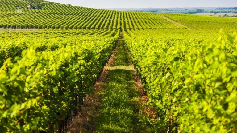 Bezárná a kiskapukat az Agrárminisztérium: készül az új bortörvény