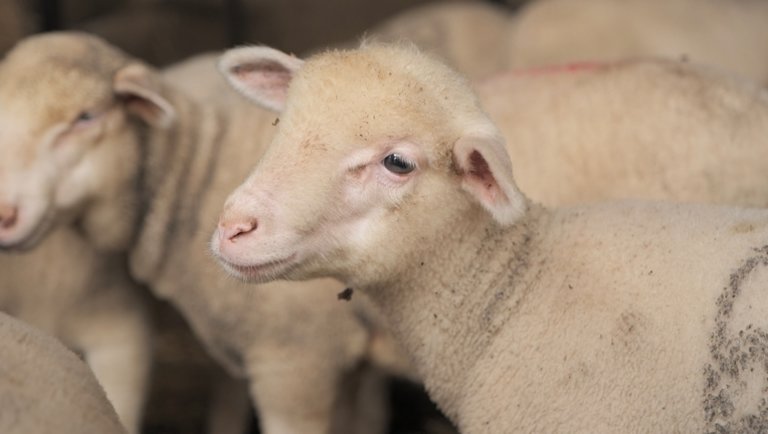 Magyar marha- és bárányhússal árasztaná el a hazai boltokat a füzesabonyi cégvezető