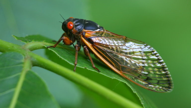 Jön az invázió: rovarok milliárdjai szállhatják meg az Egyesült Államokat