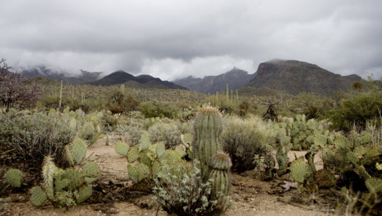 Kaktusznepperek: brutális pénzekért árulták a luxusnövényeket