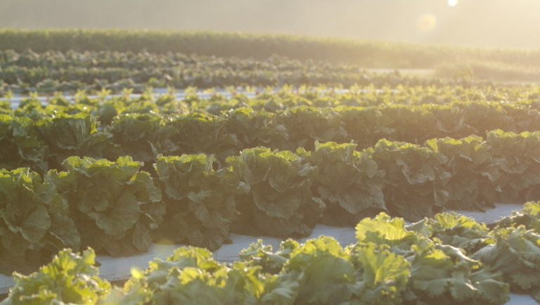 Nagy segítség a zöldségtermesztőknek: ezek lesznek a jövő ellenálló káposztaféléi