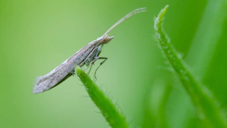 Ezek a génmódosított rovarok lehetnek a veszélyes kártevők legnagyobb ellenségei