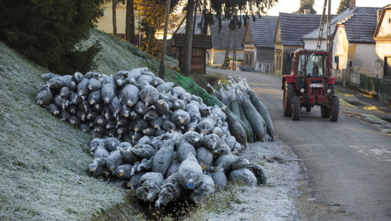 Beindult a karácsonyi szezon: ezekben a magyar falvakban már vágják a fenyőfákat