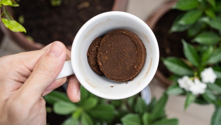 Elképesztő, mi mindenre jó a kávé a kertben: így tuningolhatod fel vele a növényeket