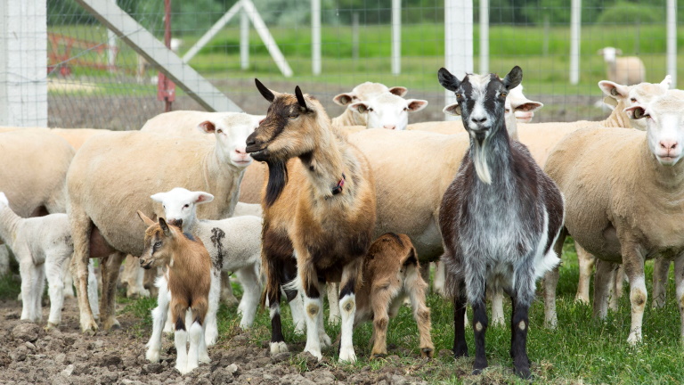 Kemény évek várnak a juh- és kecsketenyésztőkre: nincs mese, erre kell készülni
