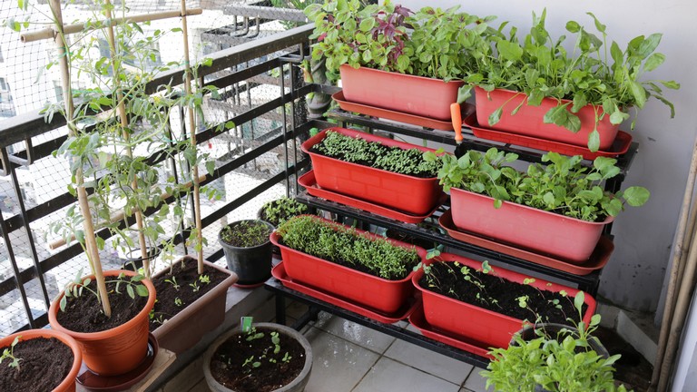 Sokan termesztenek az erkélyen zöldségeket, de rosszul csinálják: itt hibáznak