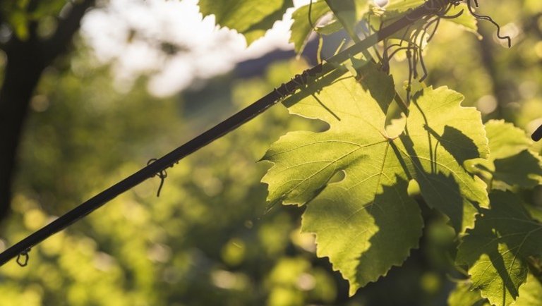 Veszélyben a tokaji borok? 25 éve nem látott jelenség sokkolja a termelőket
