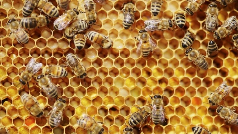 Kongatják a vészharangot a méhészek: kegyetlen méhpusztulást okozhat a koronavírus