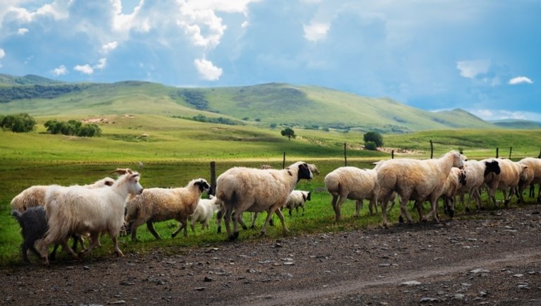 Merész vállalkozás: juhokkal orvosolná a húshiányt Kína