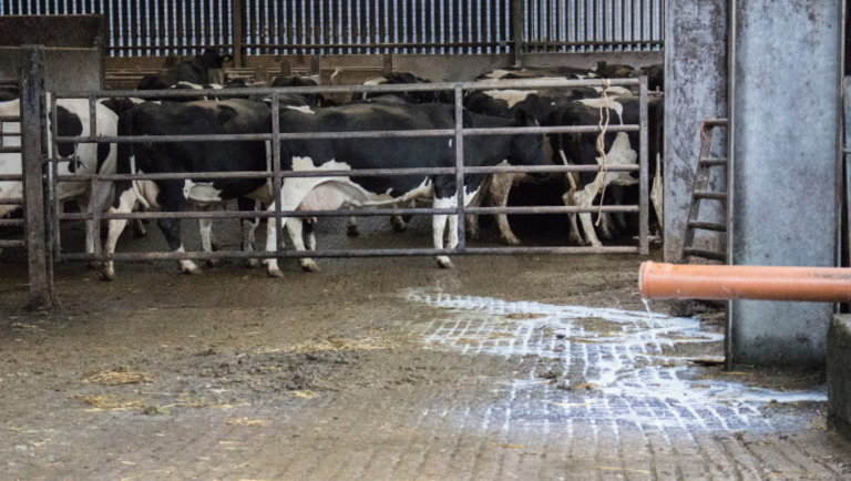 Koronavírus: drámai lépésre kényszerültek a brit tejtermelők