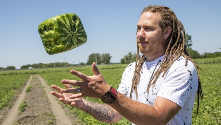 Ilyet még nem láttál: kocka alakú görögdinnyét termeszt egy magyar férfi
