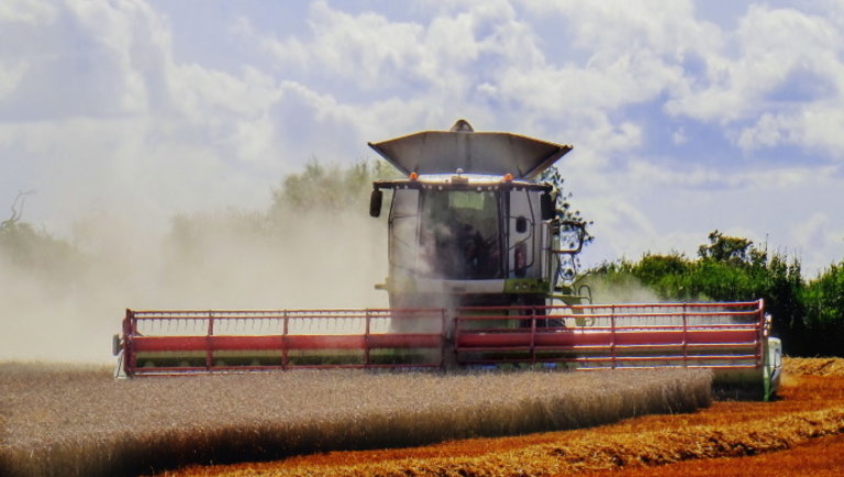 Javában zajlik az aratás: ebben a megyében biztos nem lesz rekordtermés idén