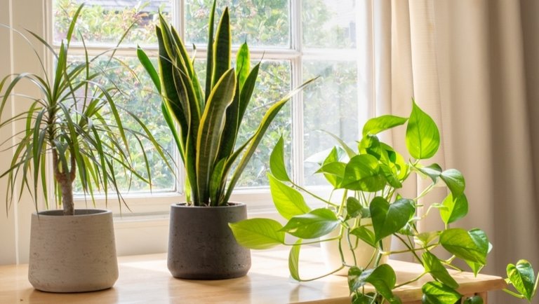 10 szuperkönnyen tartható szobanövény: ezekkel még a kezdők sem tudnak hibázni