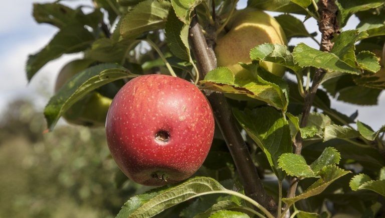Mondj búcsút a kukacos almának: itt a megoldás a gyümölcs rettegett kártevője ellen