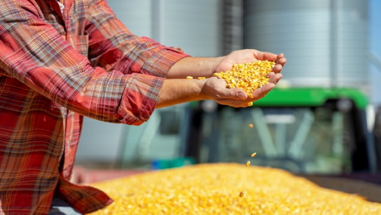 Letarolhatja Európát a román kukorica: nincs mese, erre jobb felkészülni