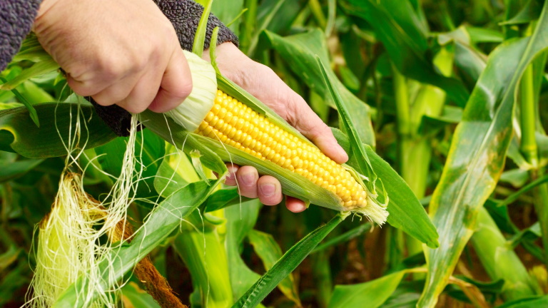Aggasztó, ami a kukoricával történik: 2030-ra tényleg alig lesz termés a földeken?