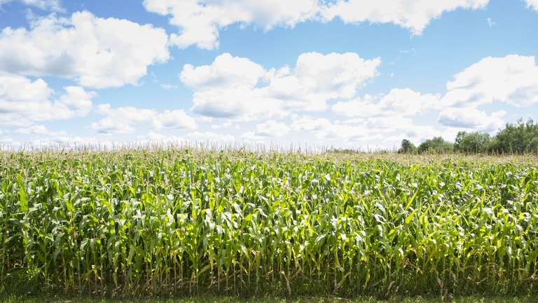 Óriási bajban van a magyar kukorica: csak így kerülhető el a növények károsodása
