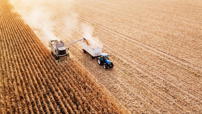 Új hírek gabonafronton: nagyot változott a búza és a kukorica ára szeptemberben