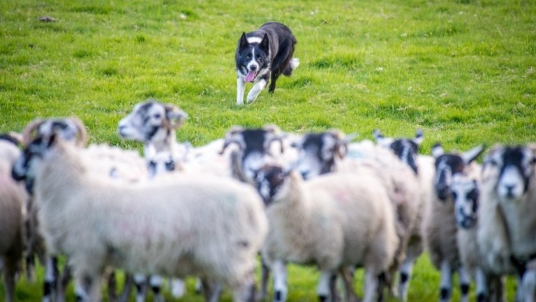 Leesik az állad: csillagászati áron kelt el a világ legdrágább pásztorkutyája