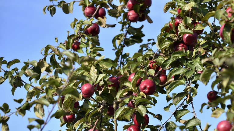 Pánikolnak a gazdák: ha ez így megy tovább, a fákon rohad meg az idei almatermés