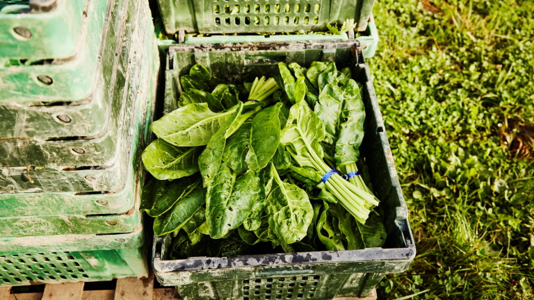 Lecsapott a NAV: több száz kiló jelöletlen zöldséget találtak egy teherautóban